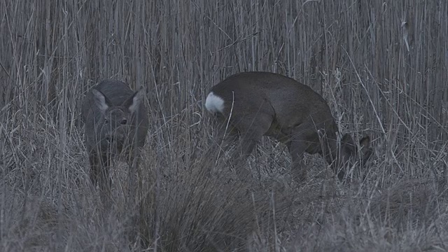 鹿视频素材