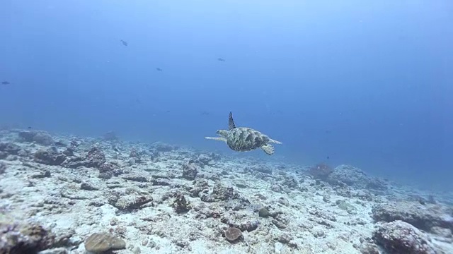 海龟游泳视频素材