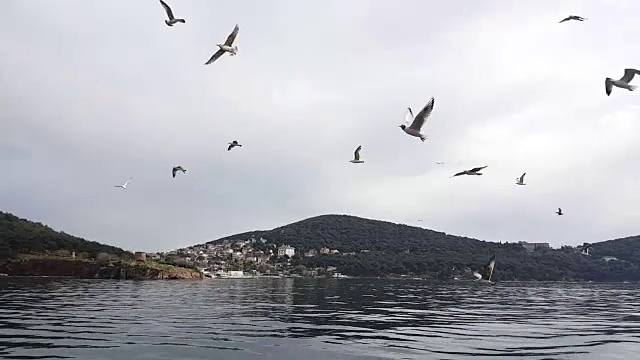 海鸥在伊斯坦布尔视频素材