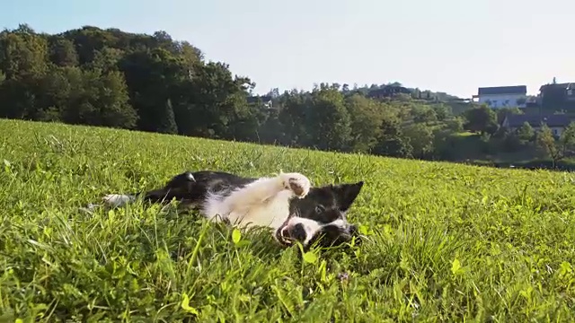 边境牧羊犬在草地上打滚视频素材