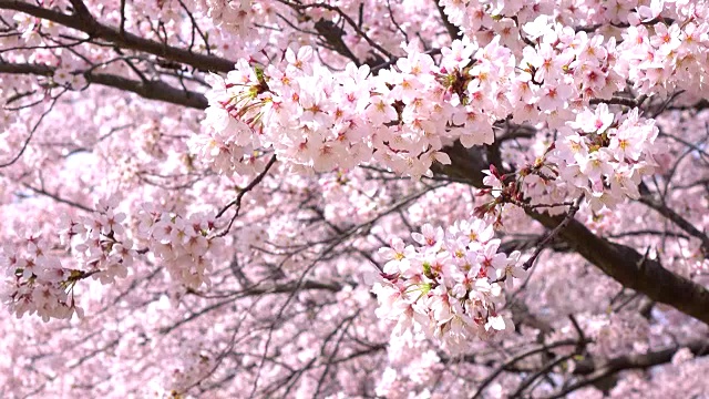 樱花4 k -视频素材