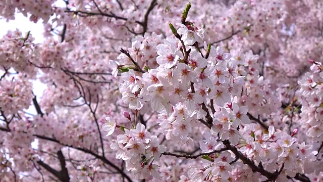 樱花4 k -视频素材