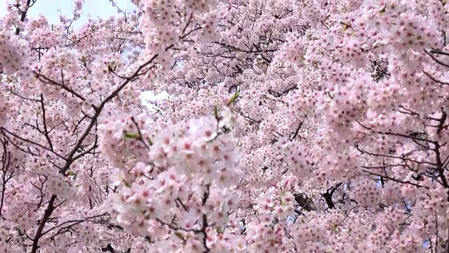 樱花4 k -视频素材