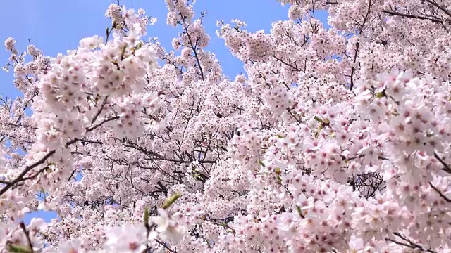 樱花4 k -视频素材