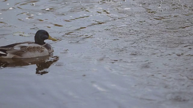 雨中的鸭子视频素材