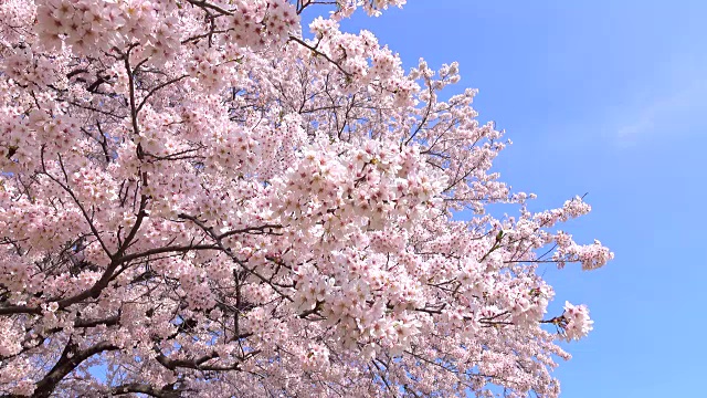 樱花4 k -视频素材