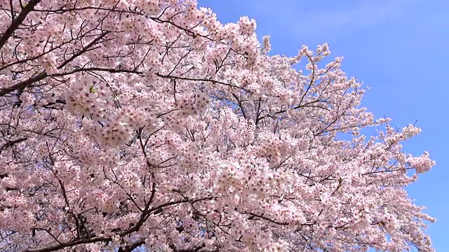 樱花4 k -视频素材