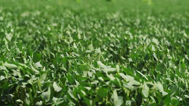 农场的大豆叶在微风中摇曳。视频素材