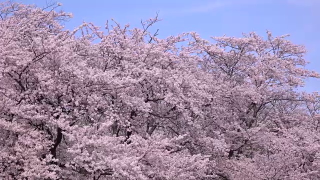 樱花3块5 - 4k -视频素材