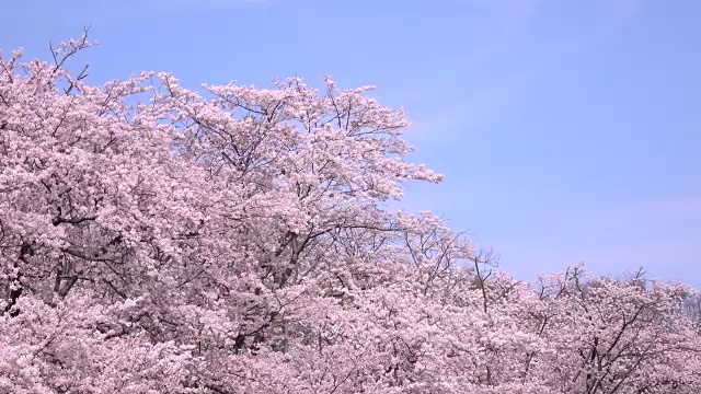 樱花3块6 - 4k -视频素材