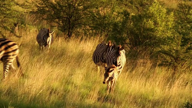 MS zebra walking across the草原/南非西北部省的Pilanesberg国家公园视频素材