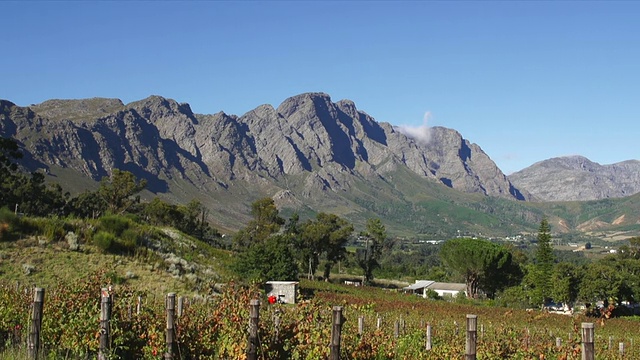 拥有山脉和蓝天的葡萄园/ Franschhoek，西开普省，南非视频素材