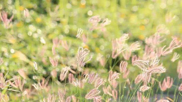 草花逆风视频素材