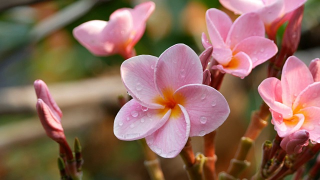 粉色花朵鸡蛋花视频素材