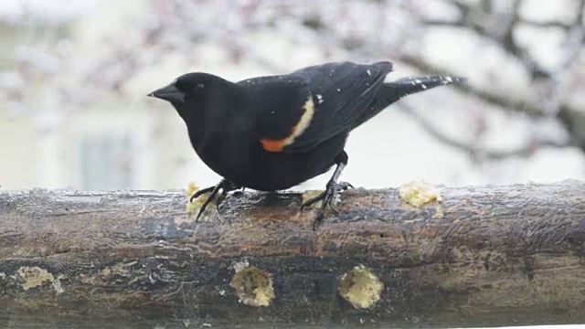 红翼画眉在雪中进食视频素材