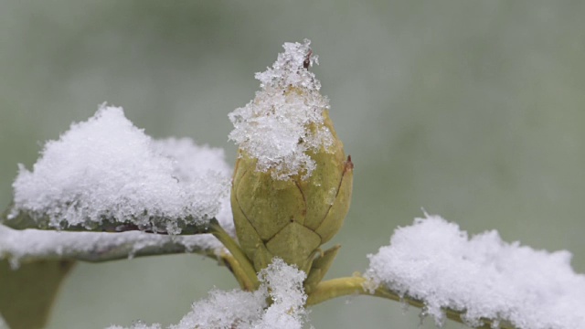 雪花飘落在杜鹃花上视频素材