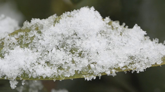 杜鹃花叶上的雪视频素材