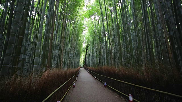 竹林，佐野，Ukyo区，岚山，京都，关西地区，本州，日本，亚洲视频素材