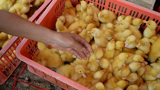小鸭子在农场被驯养视频素材
