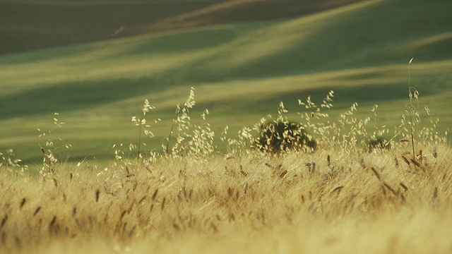 宽慢动作平移拍摄小麦吹/ Val d'Orcia，托斯卡纳，意大利视频素材