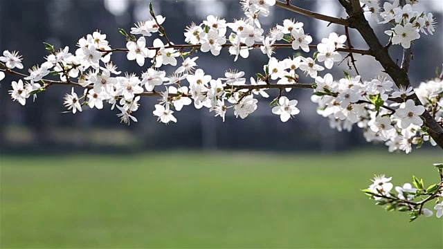 樱花。早上去果园。视频素材