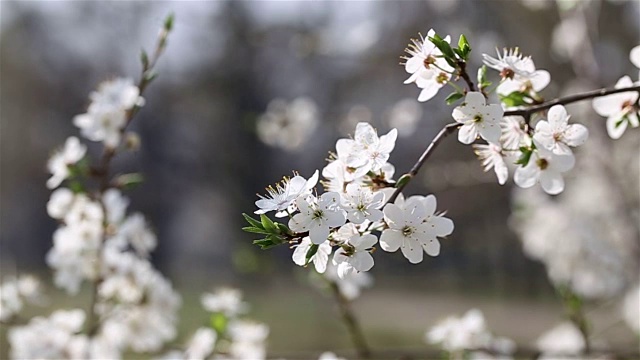 樱花。早上去果园。视频素材