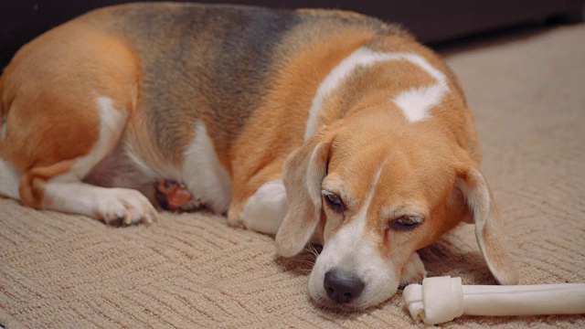 懒惰的小猎犬睡觉视频素材