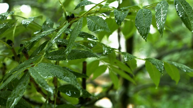 雨滴落在树叶上特写(4K/超高清到高清)视频素材