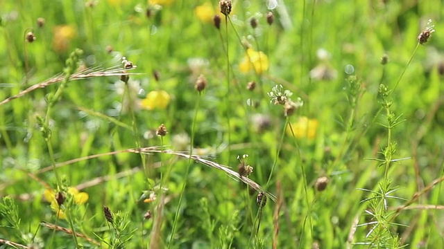 蜜蜂和三叶草视频素材