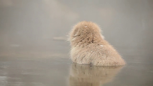 日本雪猴冬季温泉视频素材