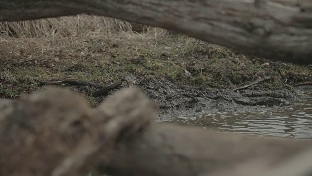 近距离观察原木在溪流，一个猎人的靴子溅在蒸汽和泥浆。视频素材