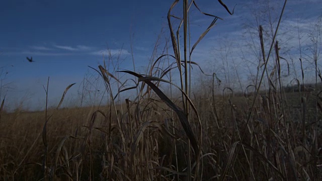 低低的，广角的野鸡的剪影在蓝天的映衬下在镜头前飞行。视频素材