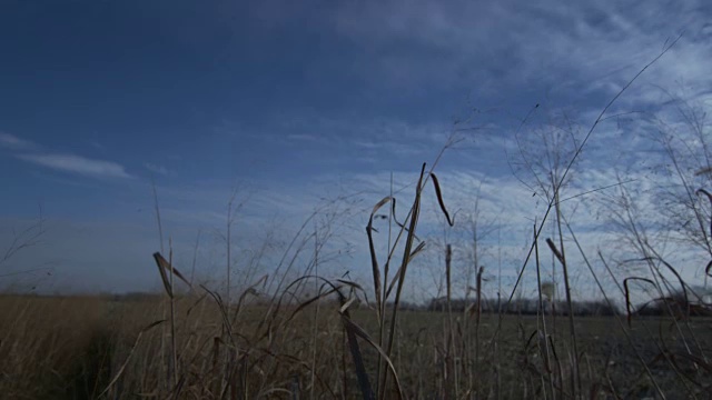 低低的，广角的野鸡的剪影在蓝天的映衬下在镜头前飞行。视频素材