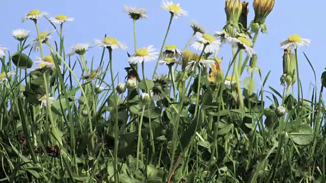 雏菊,间隔拍摄视频素材