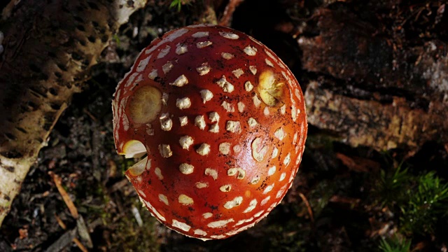 飞木耳蘑菇，时光流逝视频素材