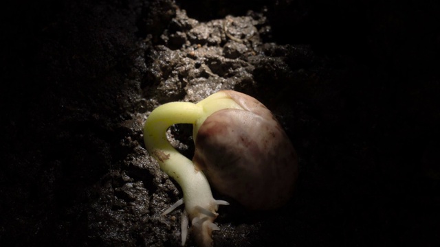 法式豆发芽，延时视频素材