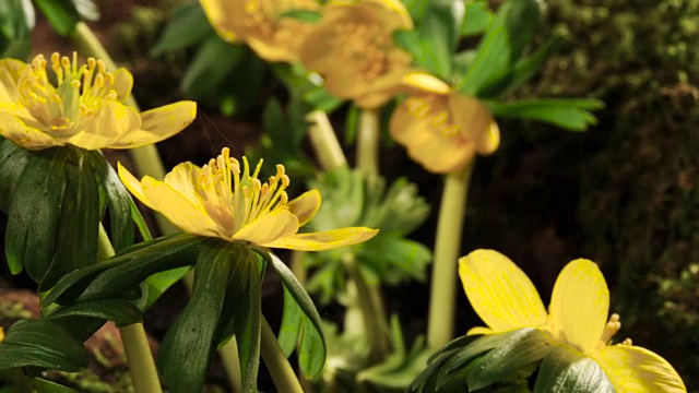 Eranthis鲜花,间隔拍摄视频素材