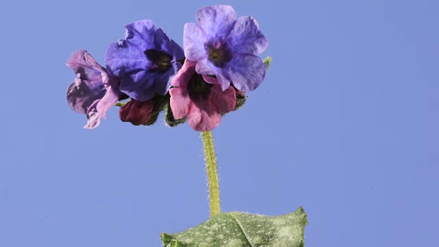 Pulmonaria,间隔拍摄视频素材