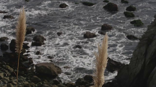 潘帕斯草随风飘荡，海浪拍打着海岸线视频素材