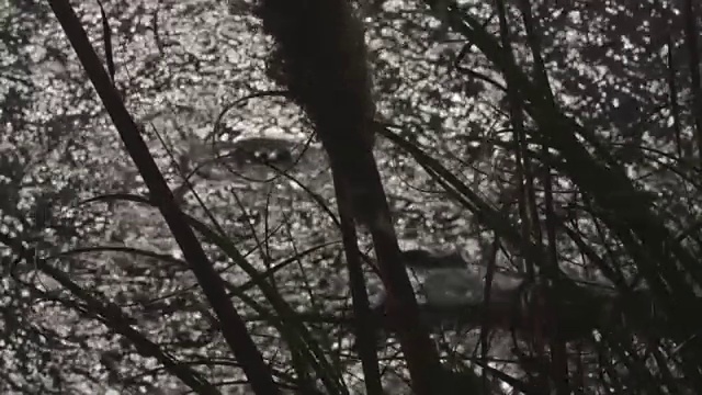 潘帕斯草随风飘扬，阳光反射在平静的海洋上视频素材