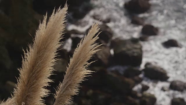 潘帕斯草随风飘荡，海浪拍打着海岸线视频素材