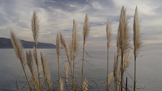 潘帕斯草随风飘荡，海洋平静地离开海岸视频素材