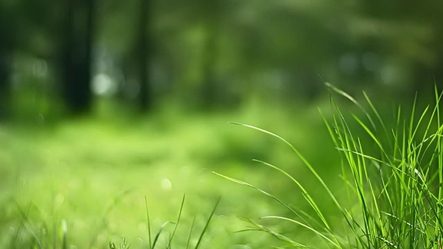 风中的草(可循环)视频素材