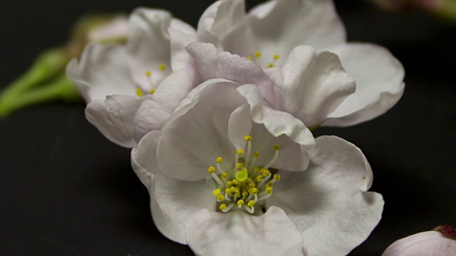 三花视频素材