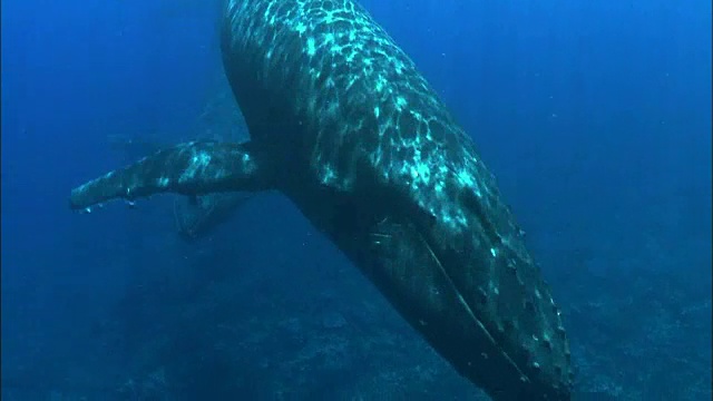 野生座头鲸在水下游泳视频素材