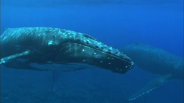 野生座头鲸在水下游泳视频素材