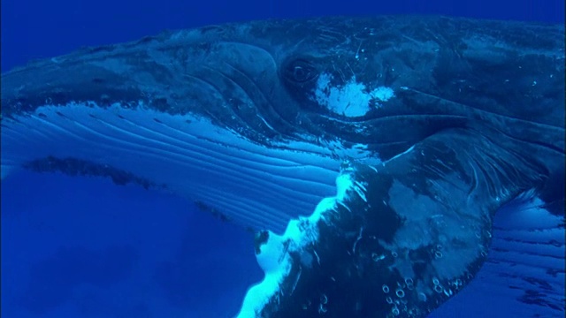 野生座头鲸在水下游泳视频素材