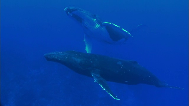 野生座头鲸在水下游泳视频素材