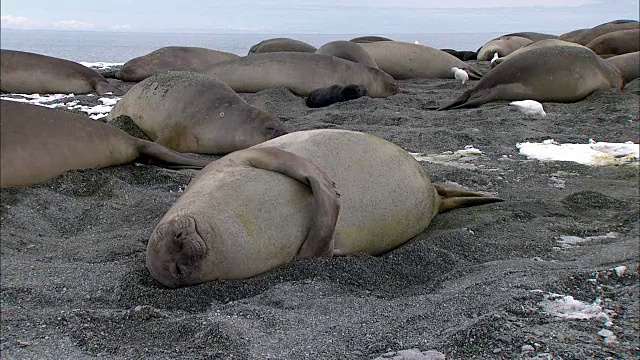 母海象准备出生视频素材