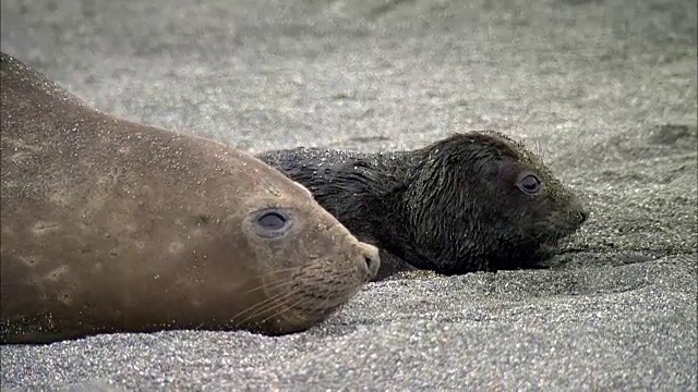 母海象和它的幼崽视频素材